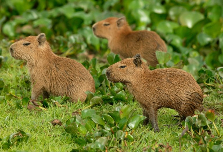 Capybara Petting Zoo in Houston - Houston Petting Zoo